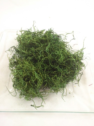 Tilancia moss 25 gr. mossgreen